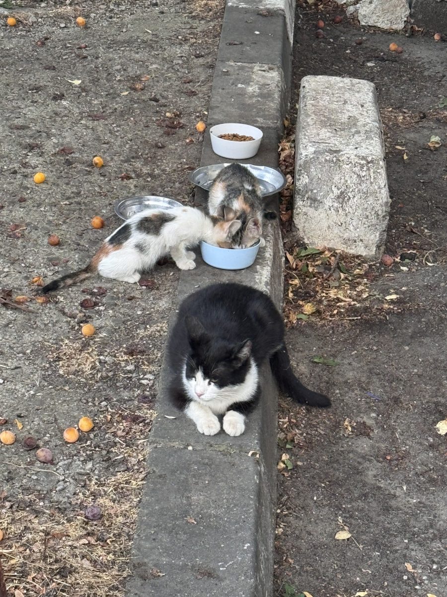 🐾Doua suflete micute asteapta o minune…🐾 📍Bucuresti