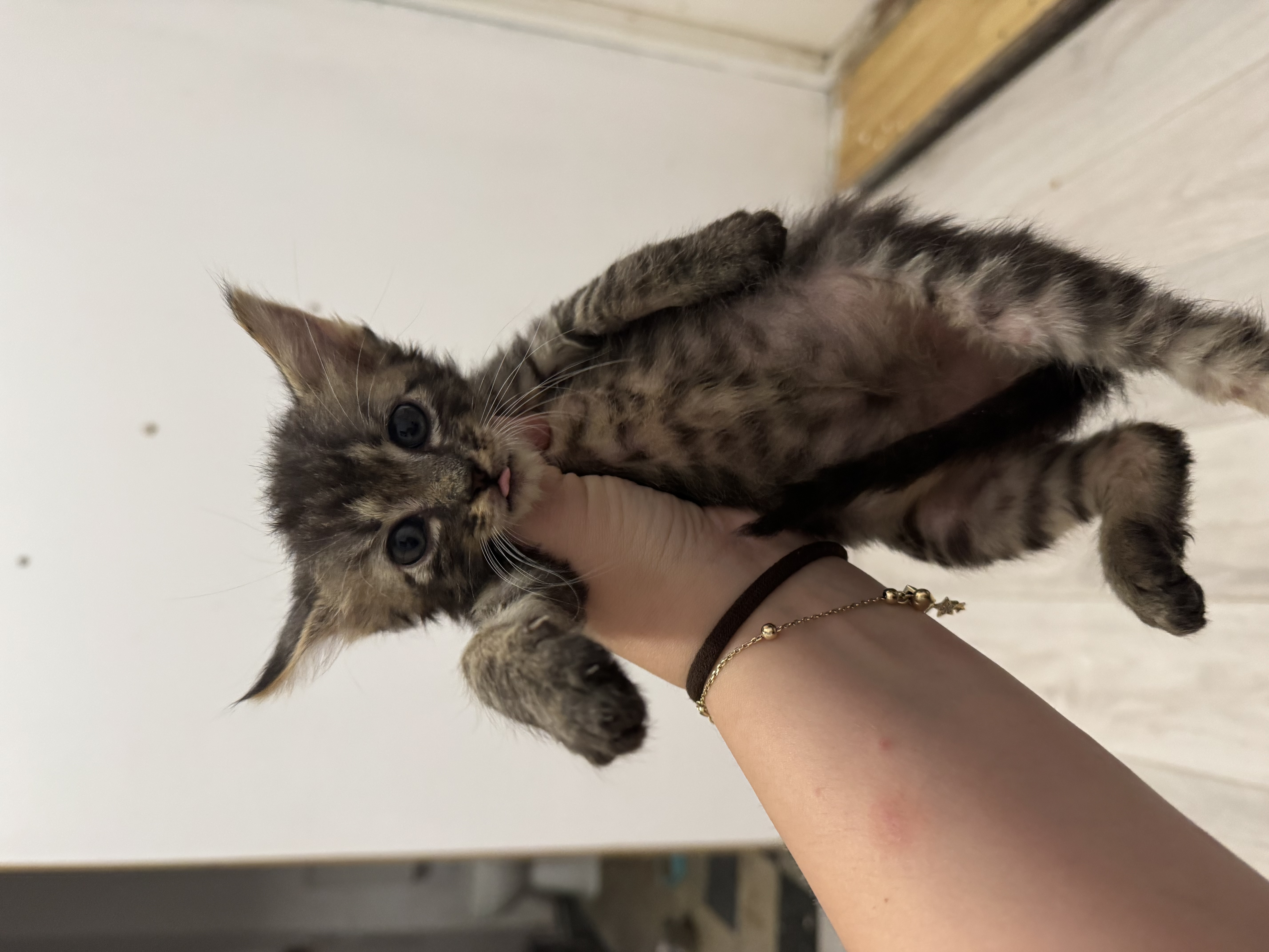 Ofer spre Adoptie 4 pisicute