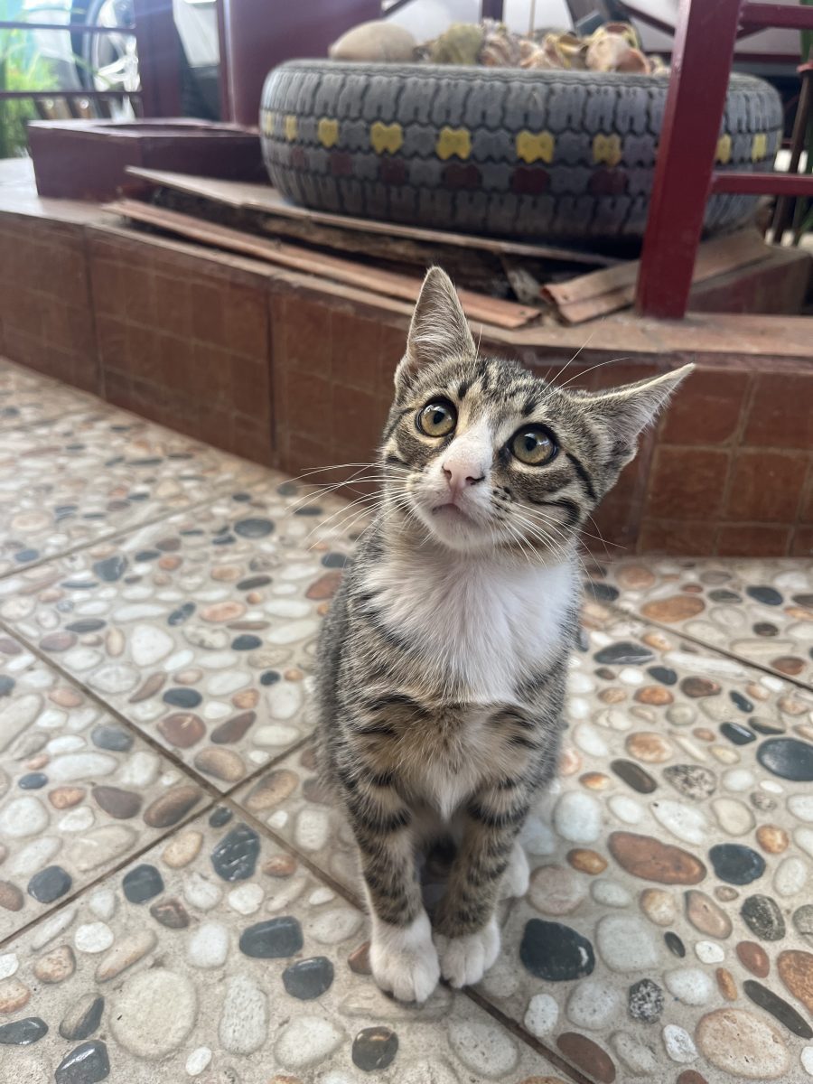 4 pisicuțe spre adoptie