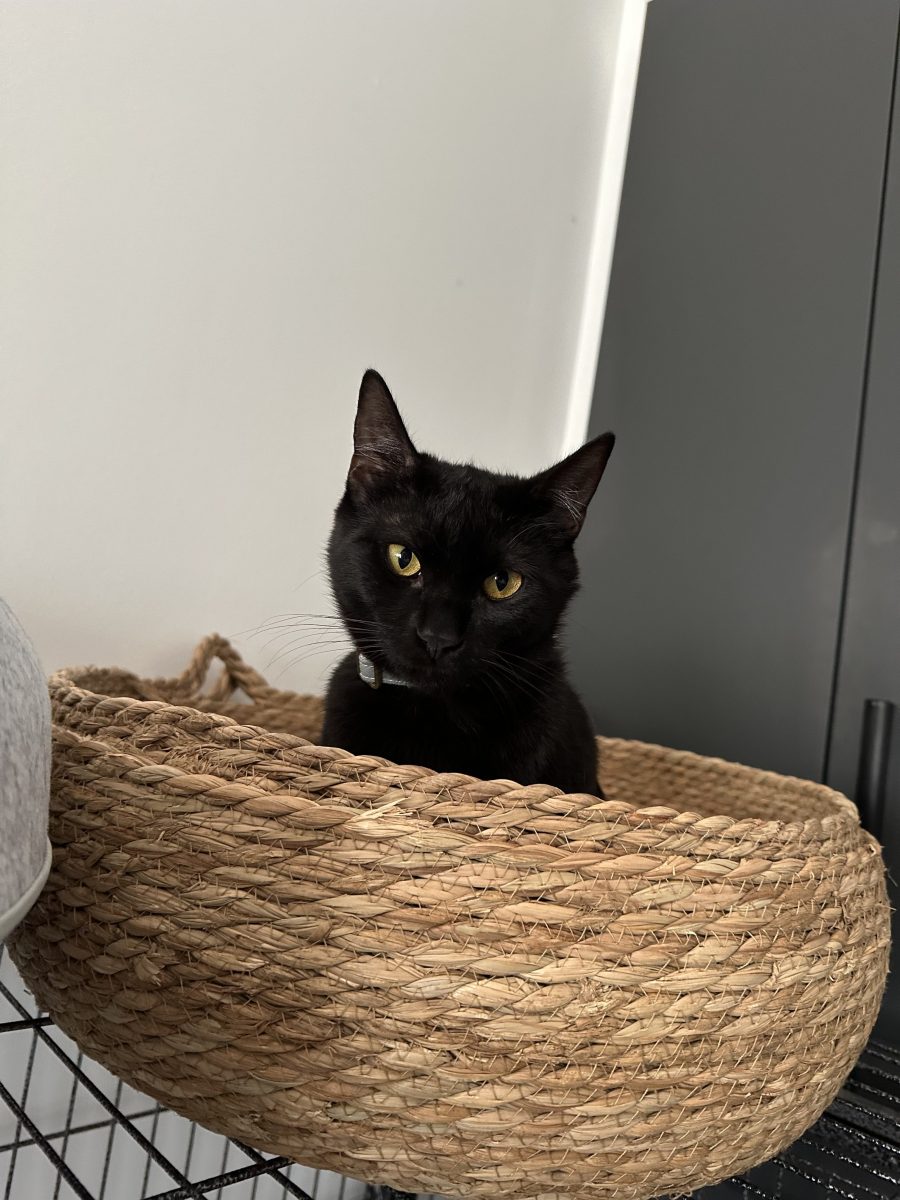 Baghera,baietel spre adoptie