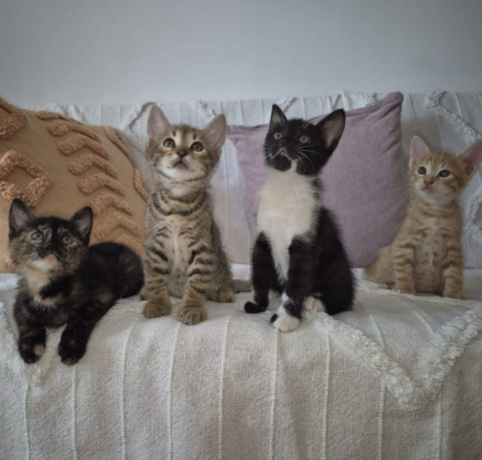 Pisicute dulci pentru adoptie