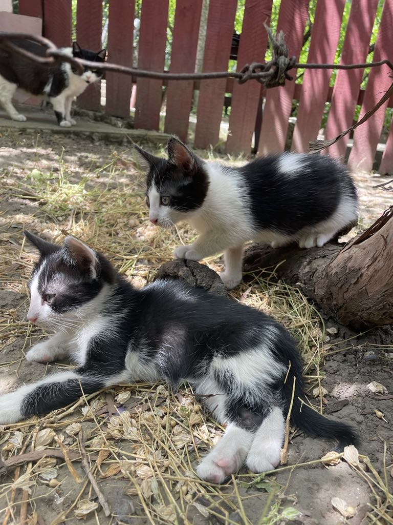 2 frățiori jucăuși pentru adoptie, disponibili