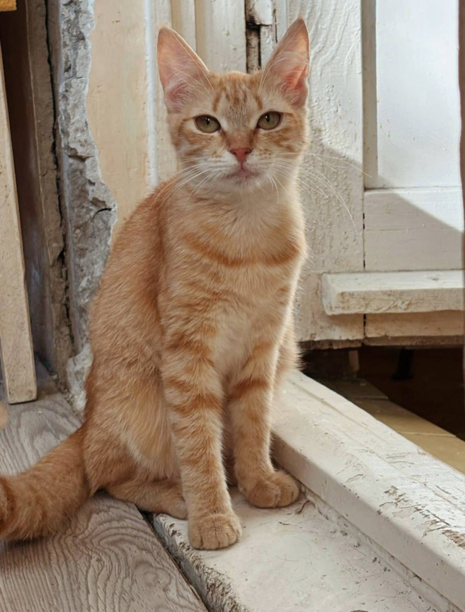 Mocca si Zori roaga pentru  o noua sansa