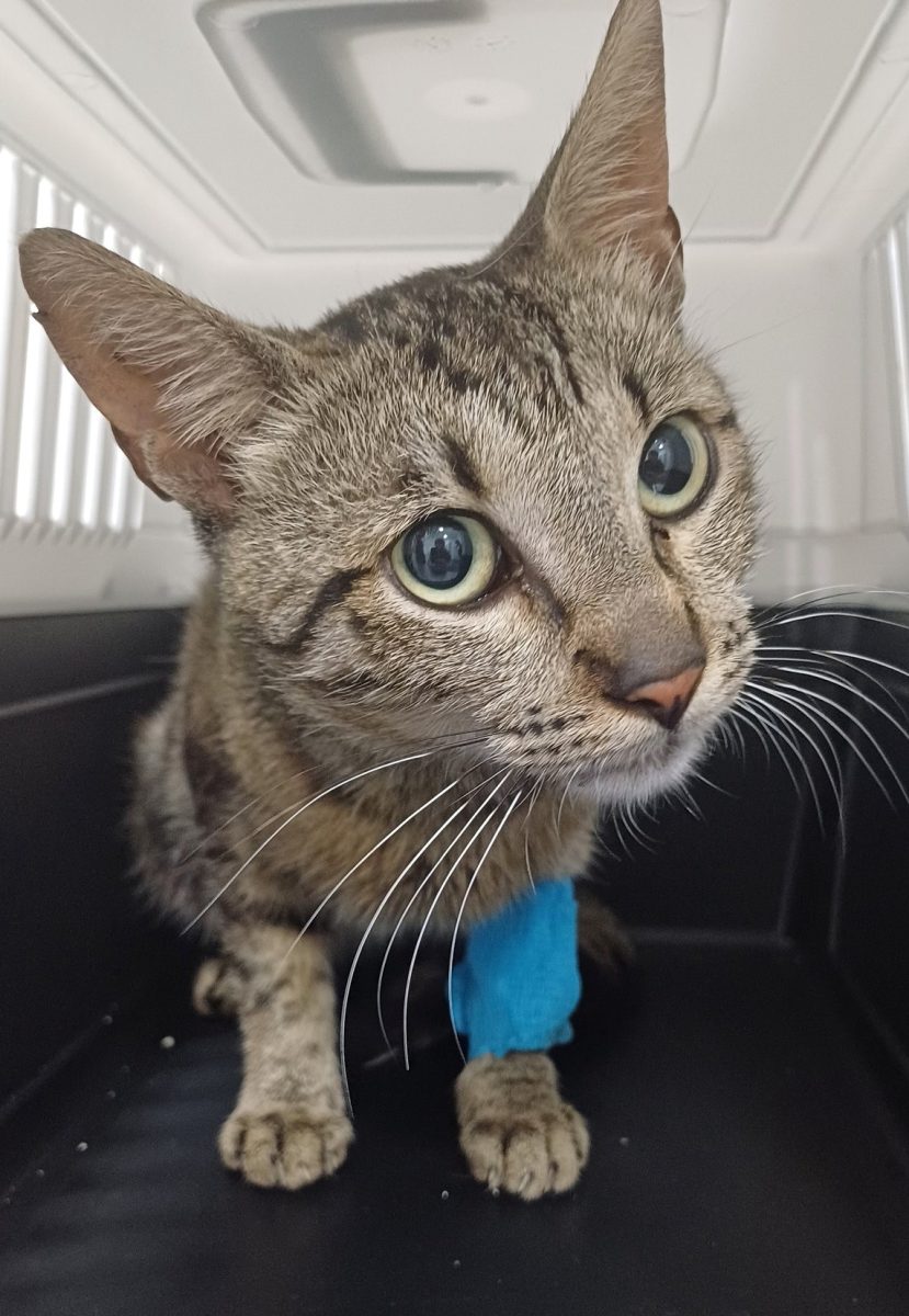Noah – adoptia lui va face diferenta intre viata si moarte