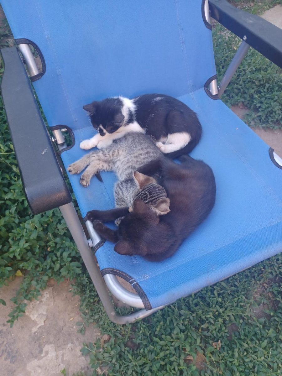 PUIUTI PENTRU ADOPTIE