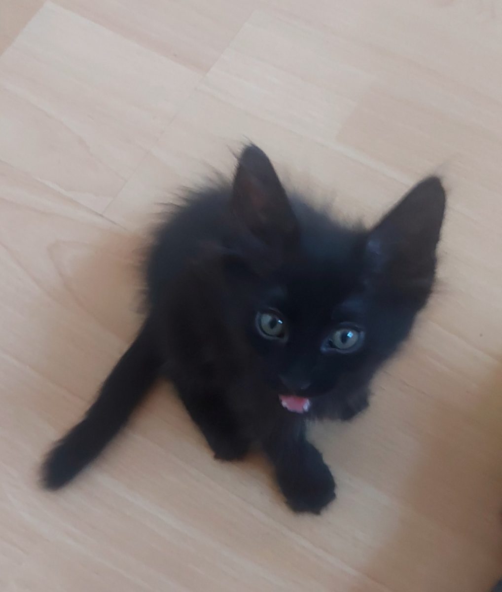 Dulceață neagra