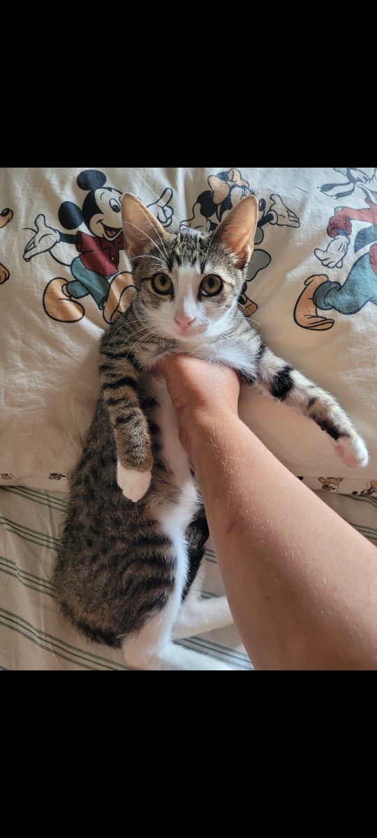 Tigruta pentru  adoptie