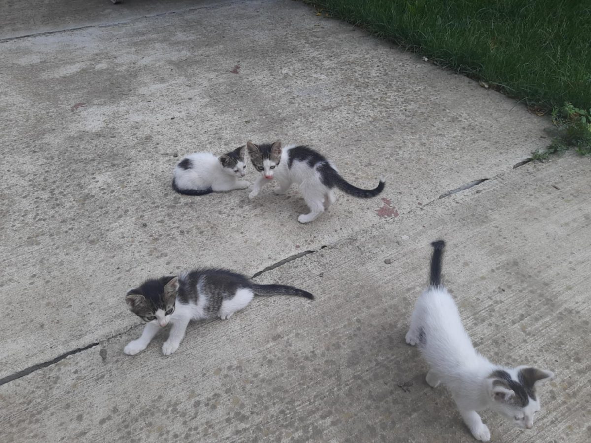 Pisoi adorabili caută familii iubitoare!