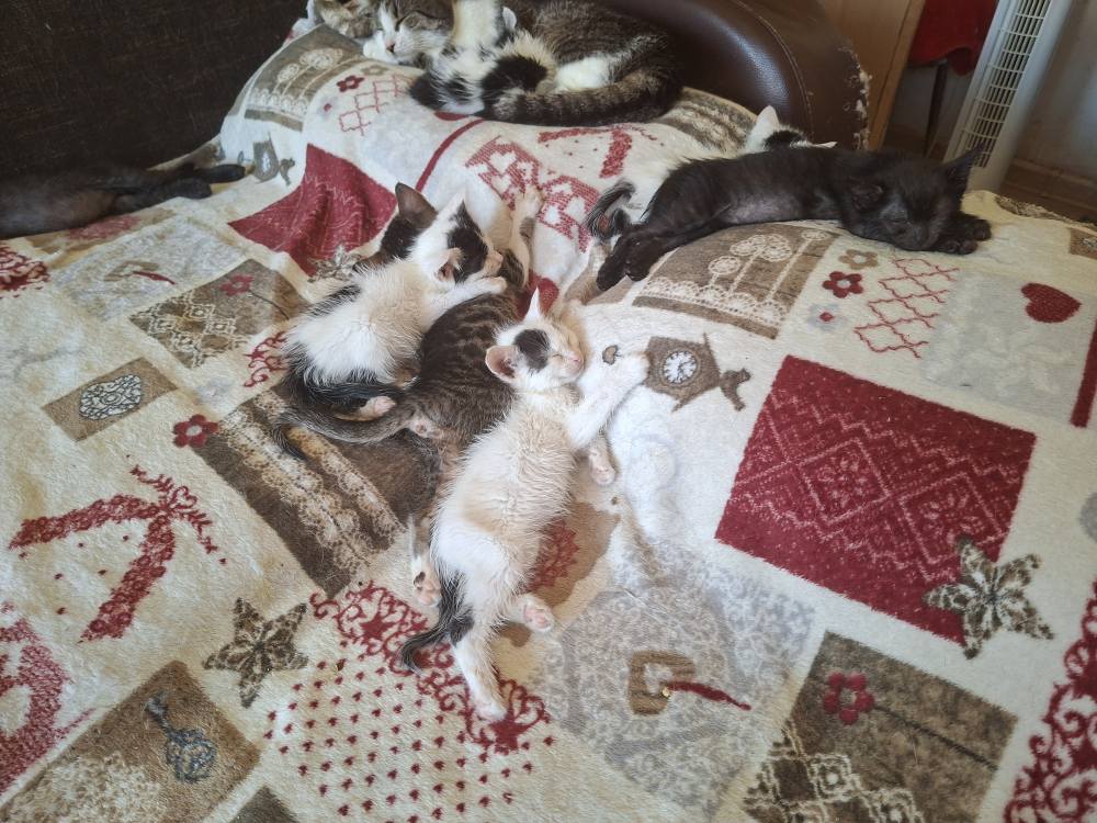 Pui de pisica spre adopție