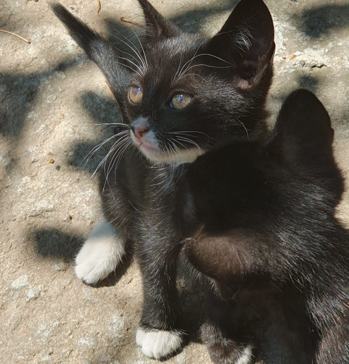 Adoptă o pisicuță jucăușă și curioasă!
