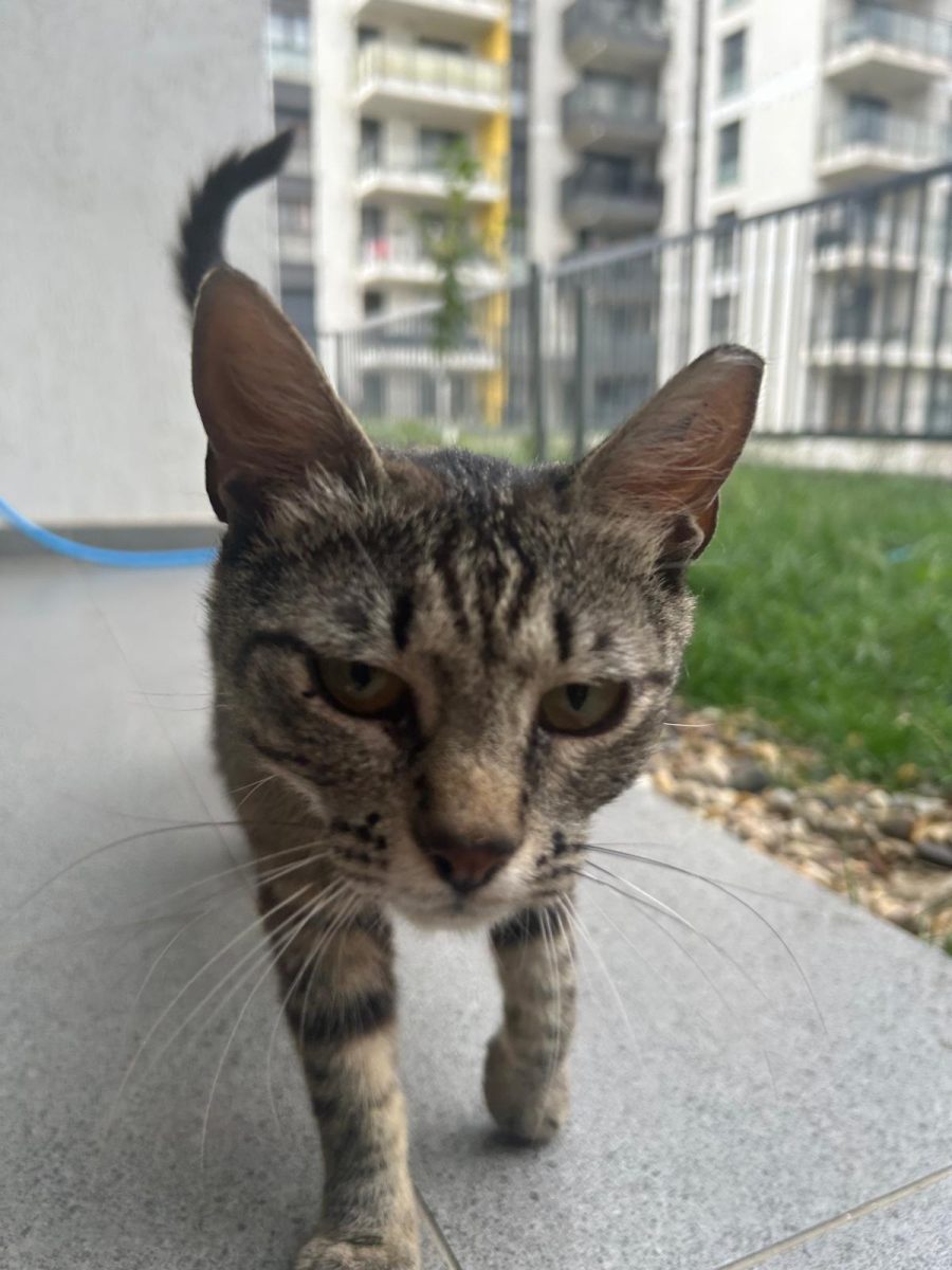 Pisica sterilizata spre adoptie