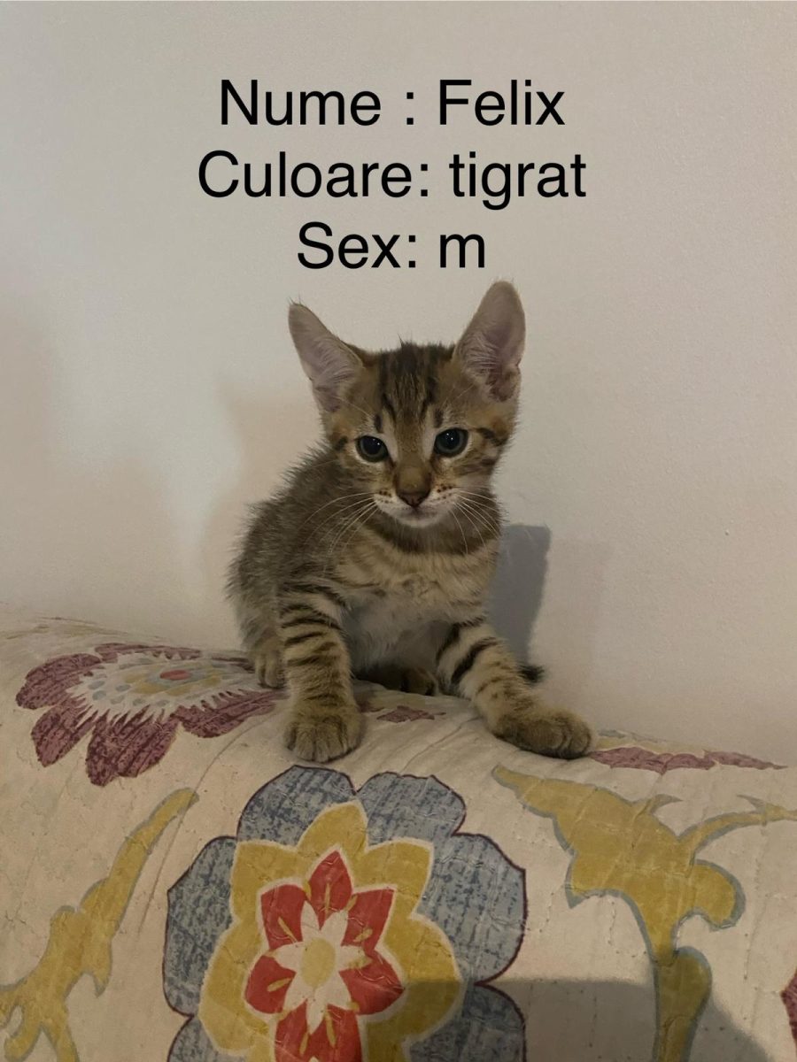 pui pisica