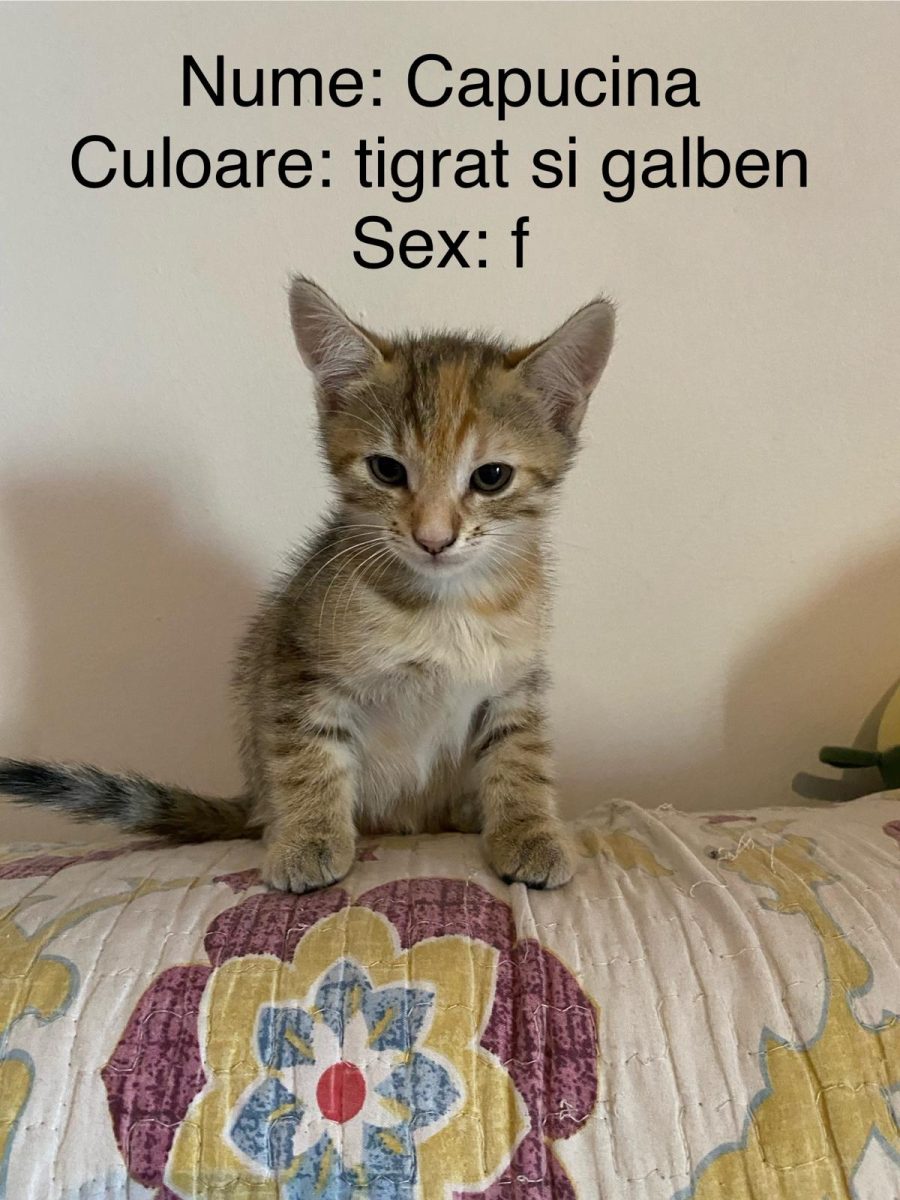 pui pisica