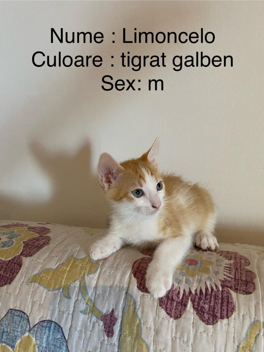 pui pisica