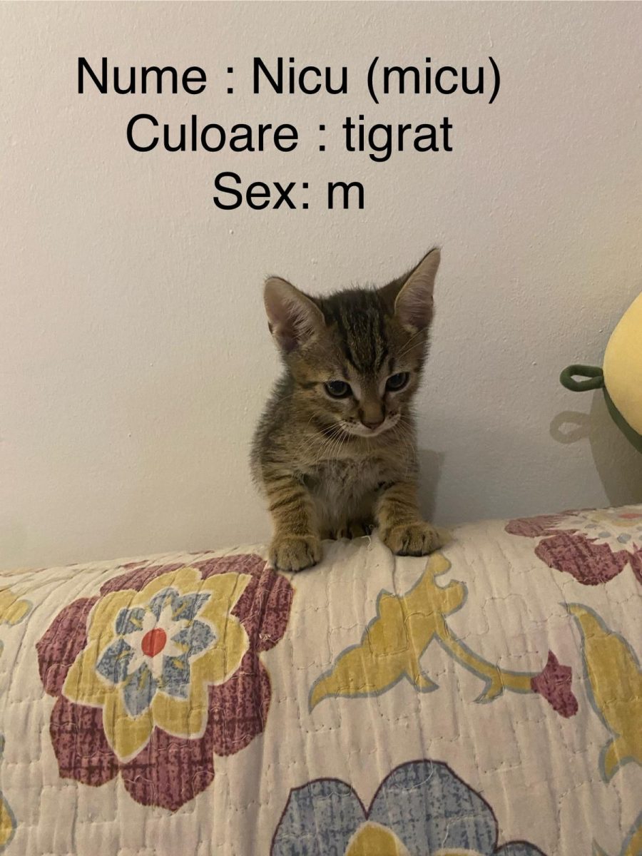 pui pisica baiat