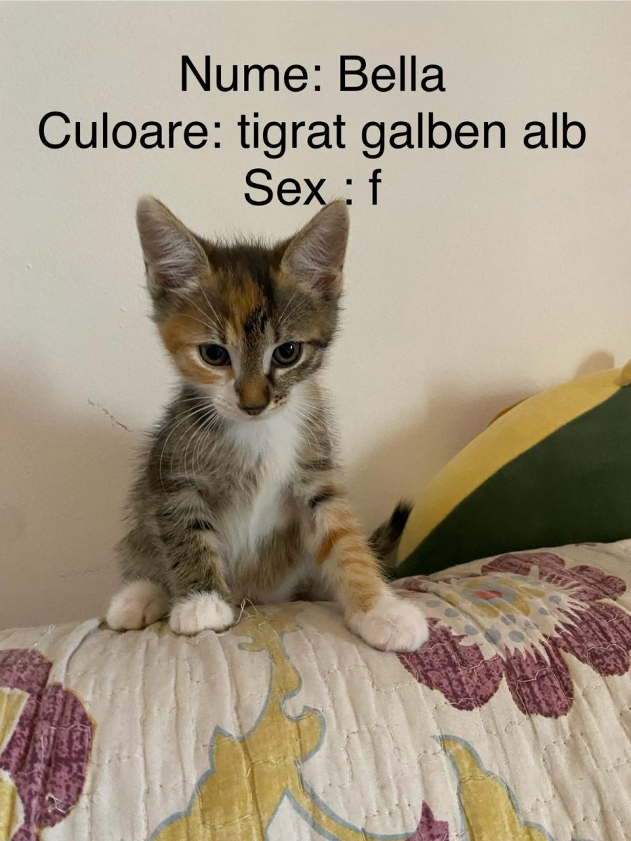 pui pisica