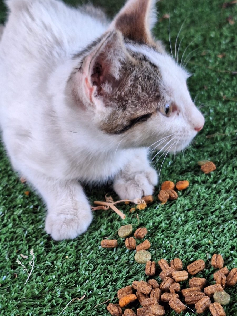 3 surioare işi cauta o căsuţă