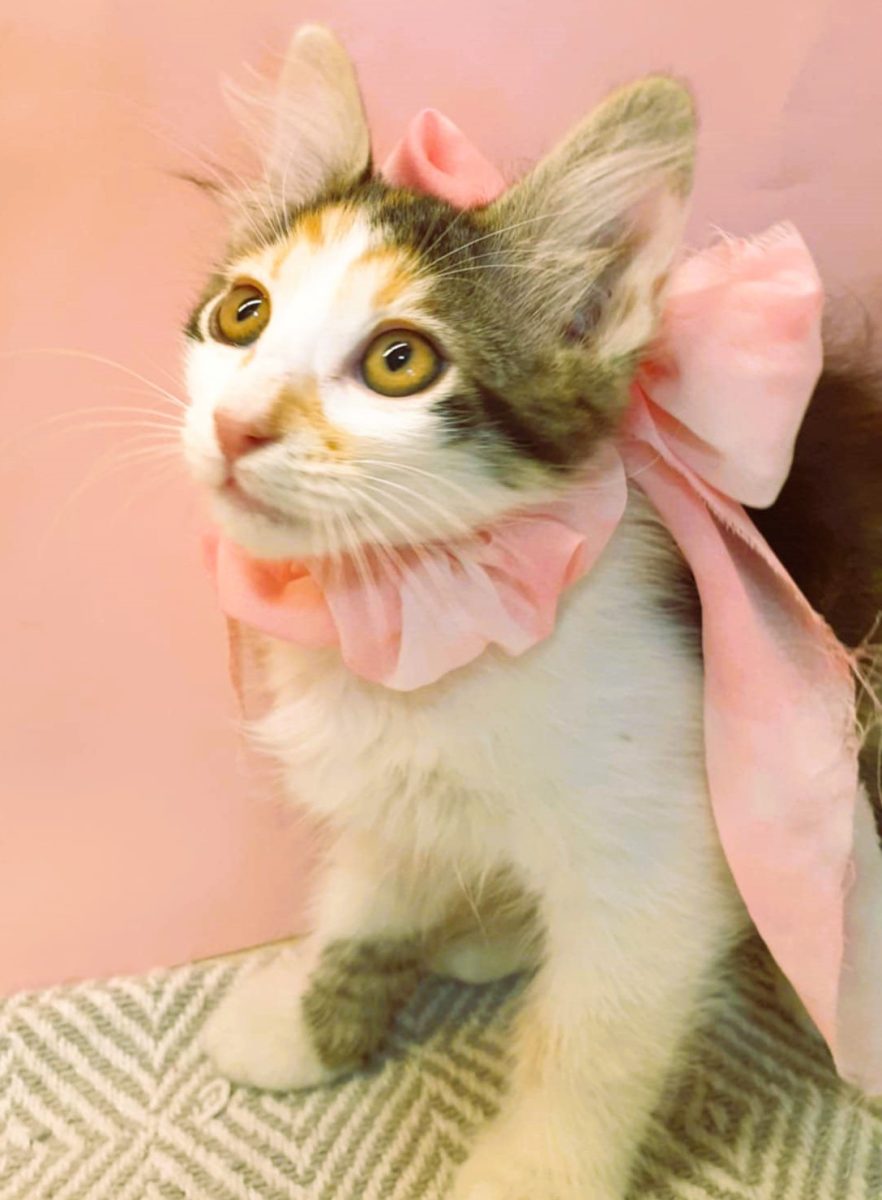 Yuki