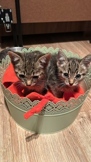 Tigrișori pentru adopție