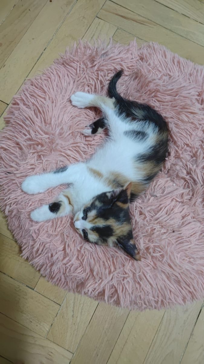 Pisicuță adorabilă de 1 lună caută familie iubitoare – URGENT