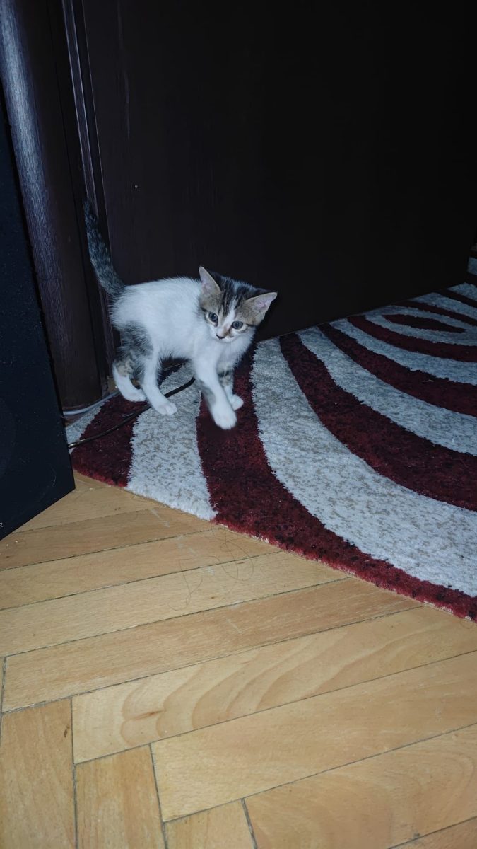 URGENȚĂ ADOPȚIE – 4 pisoi (3 băieți, 1 fetiță), 4 săptămâni – cuminți, curați, mănâncă singuri