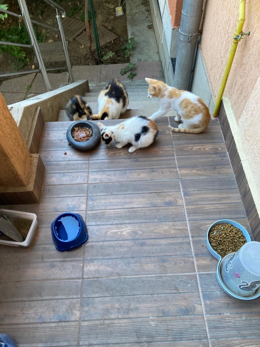 Pisic de adopție