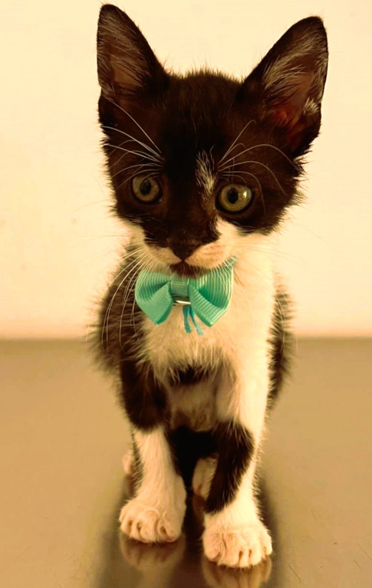 Oreo