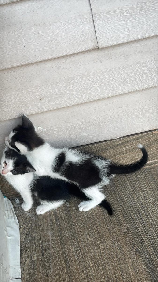 Doi gemeni adorabili își caută căminul perfect! 🐾❤️