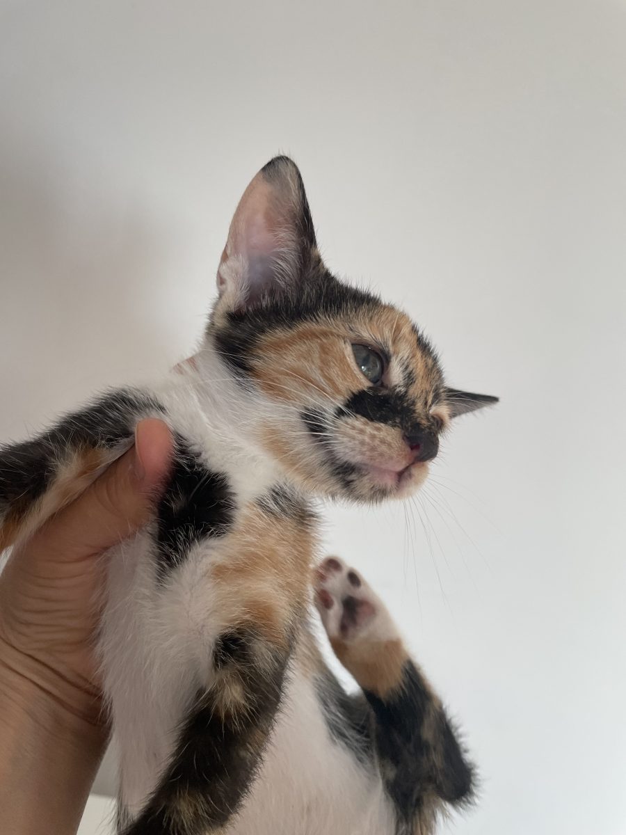Adoptie