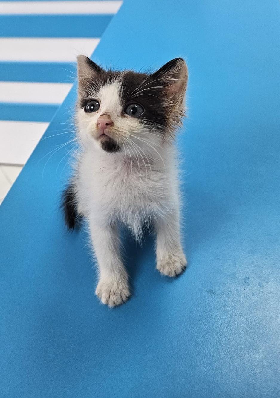 Motoraș cu blanita pentru adopție-Mr.Bean