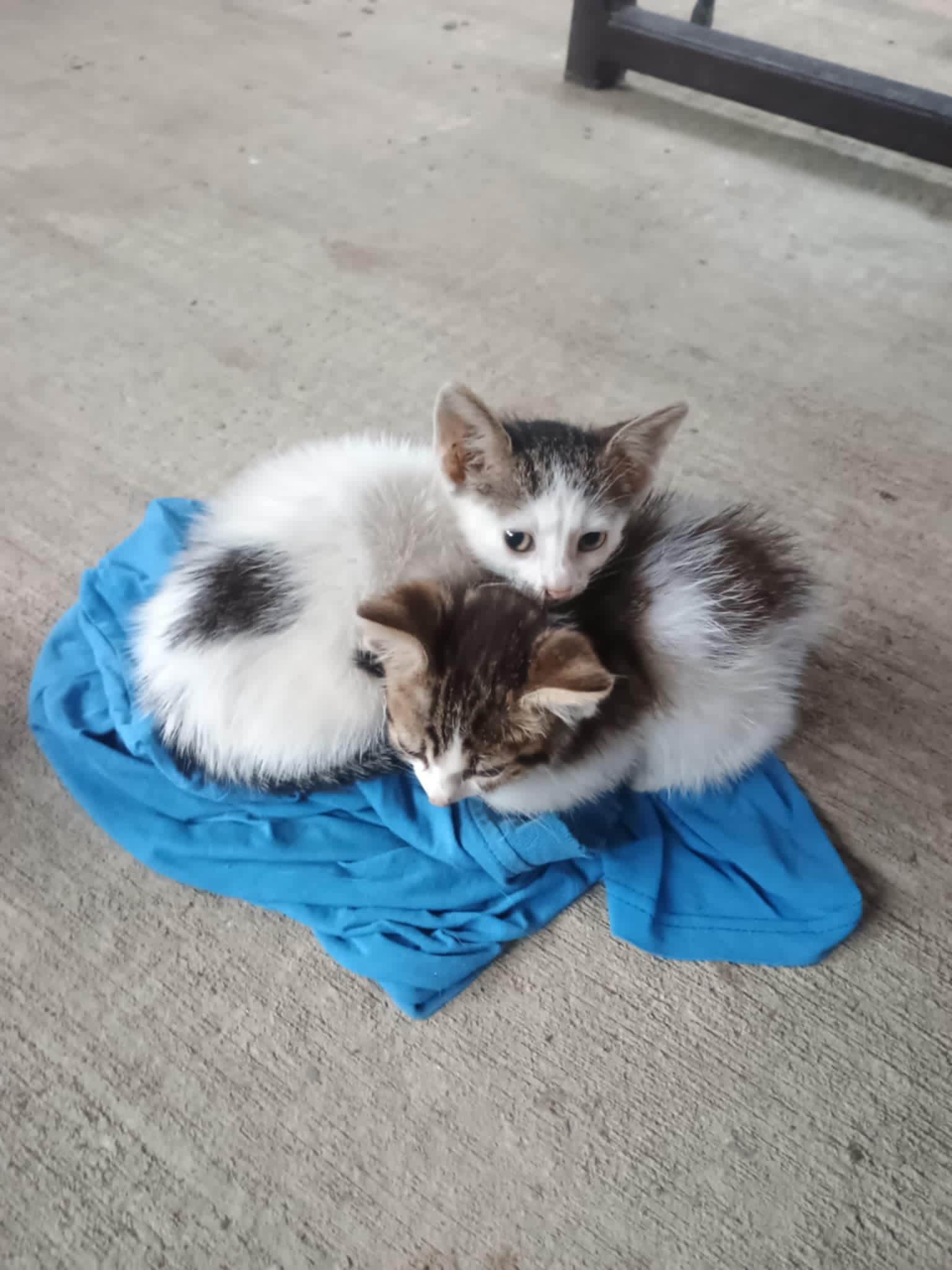 2 pisoi si o pisicuta isi cauta casuta