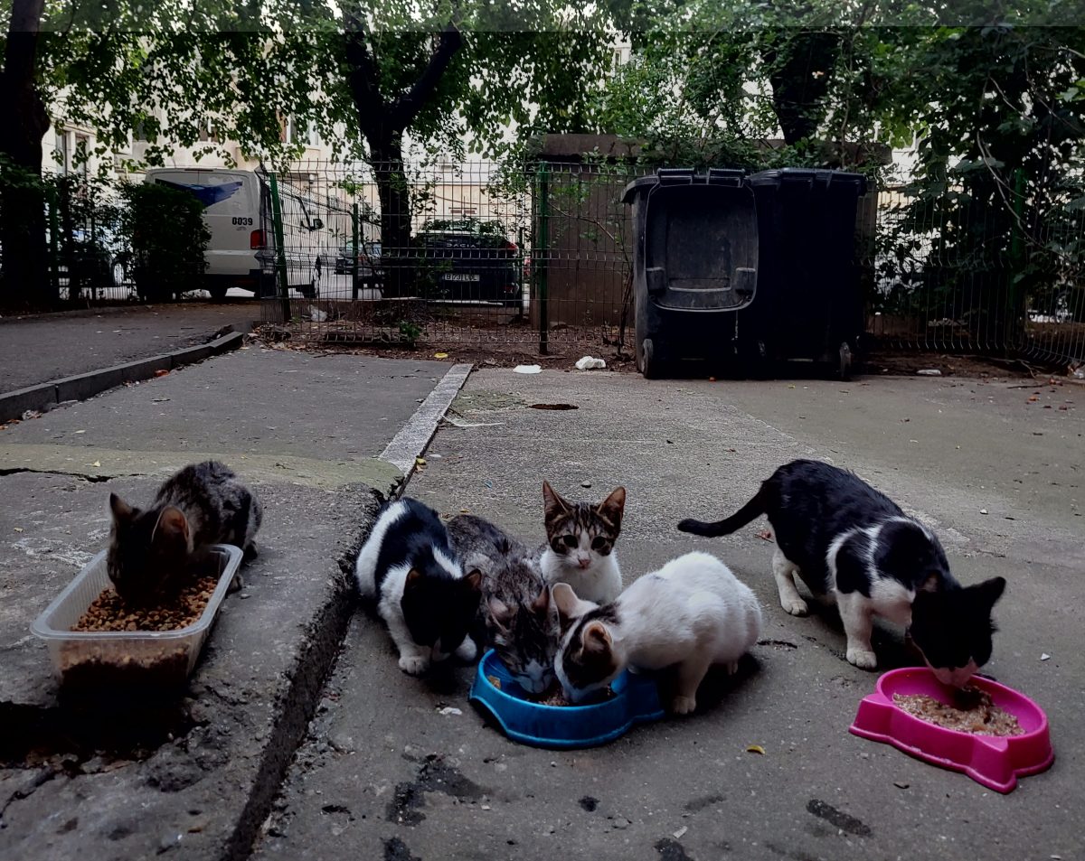 7 pisoiasi draguti si mamele lor isi cauta casuta