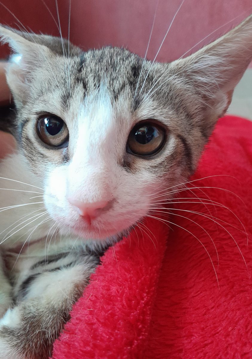 Adoptie pui de pisica