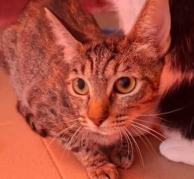 Adoptie pisica tigrata Ziana