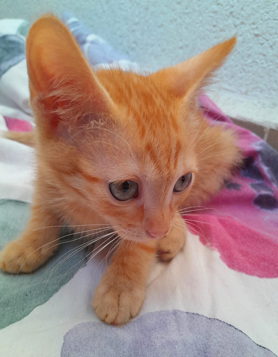 Adoptie pui de pisica roscat