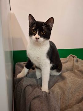Adoptie pisica alb negru castrata Seherezada