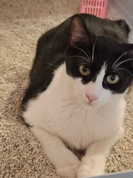 Adoptie motan alb negru castrat Apollo