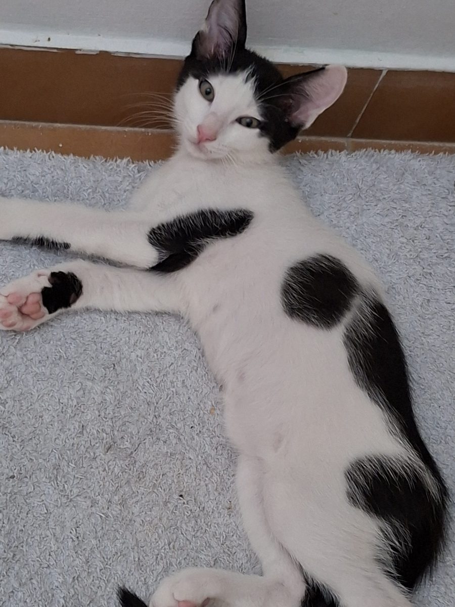ADOPȚIE URGENTĂ BUCUREȘTI – 3 PISICUȚE MICI, CU MULTĂ PERSONALITATE – CAUTĂ OAMENI BUNI ȘI CANAPELE MOI! 🛋️🐾