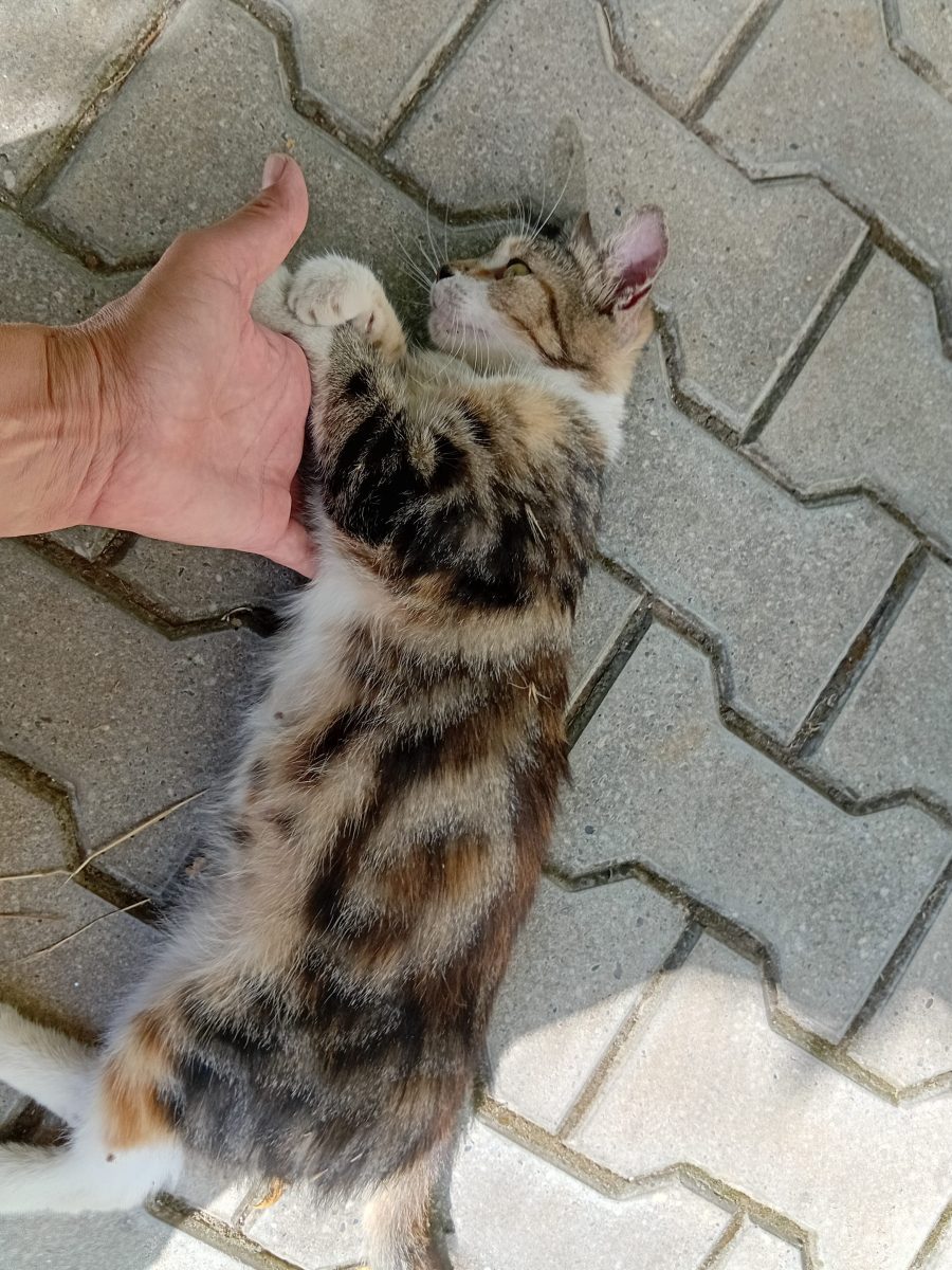 Lavi iubește mult