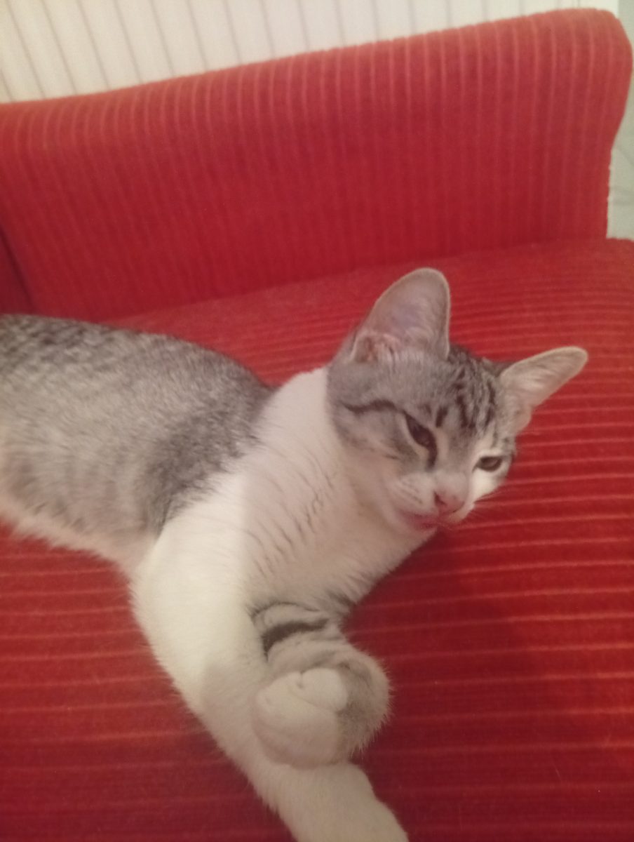 Adopție pisicuță