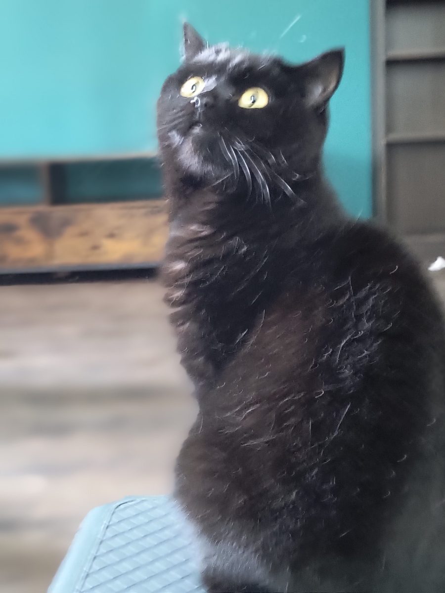 Raja British shorthair negru caută căsuță