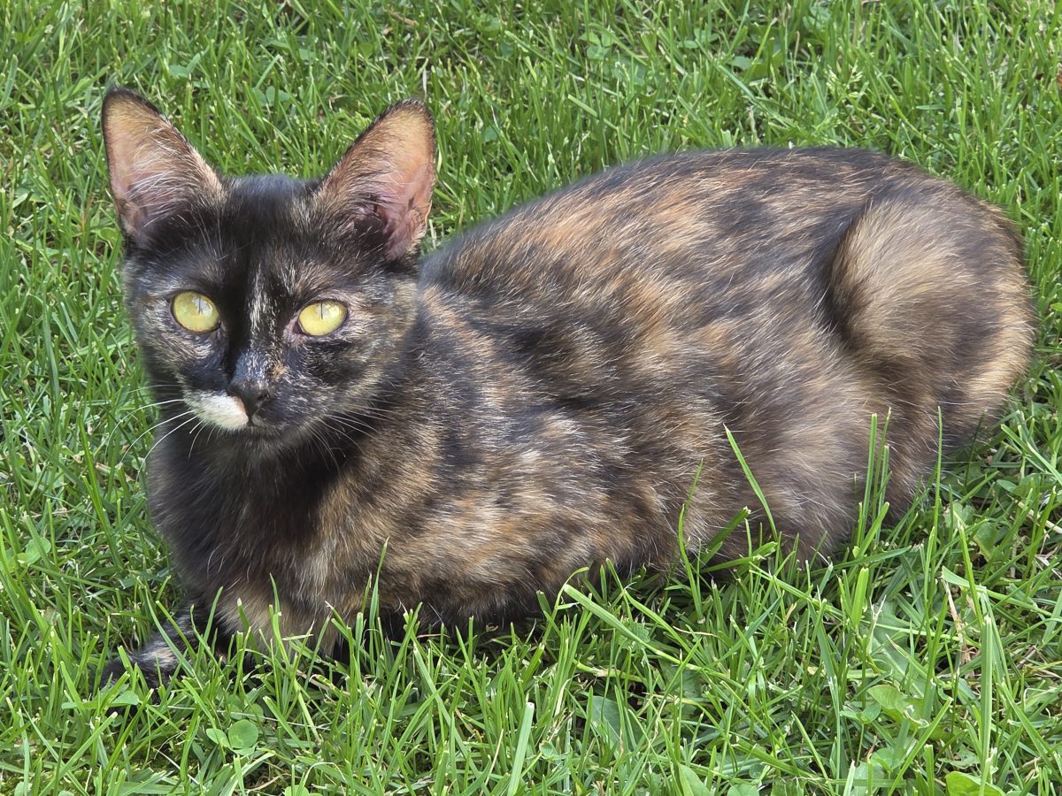 Donez pisicuță torties, sterilizată