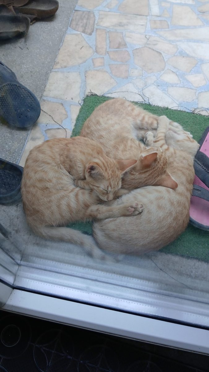 Am 6 pisicuțe pentru adopție!