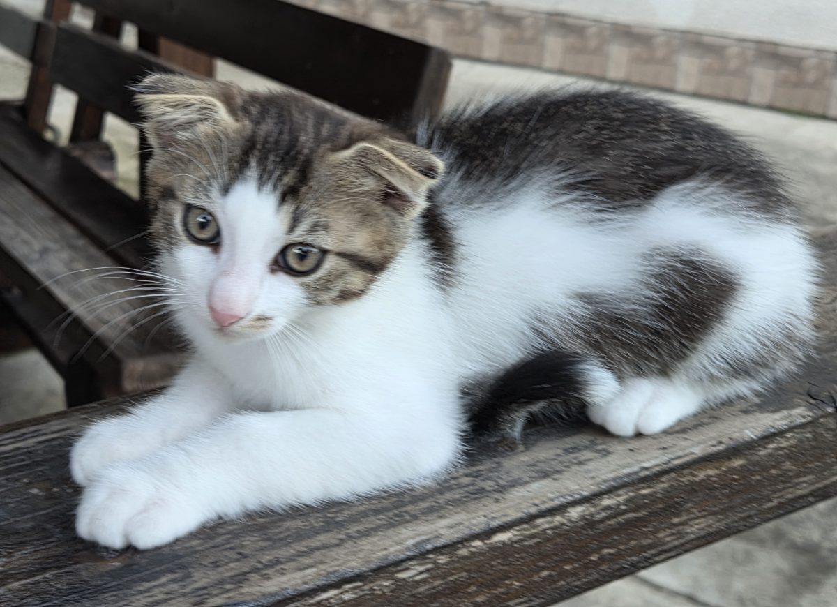 Ofer spre adopție motan, vârsta 3 luni și jumătate