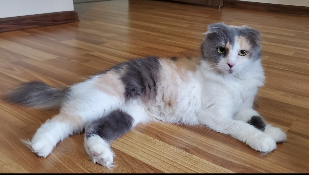 Ofer spre adopție