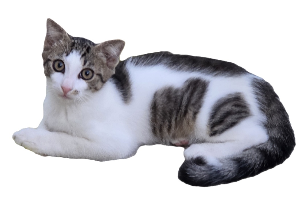 Ofer spre adopție motan, vârsta 3 luni