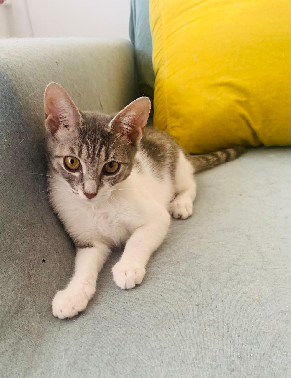 Phoebe cauta casuta