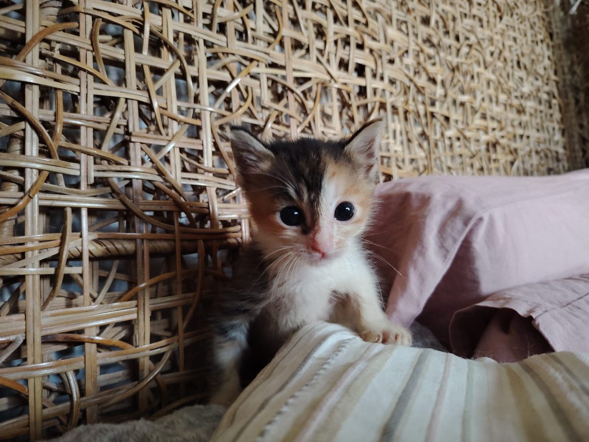 Pisicuta in căutare de familie