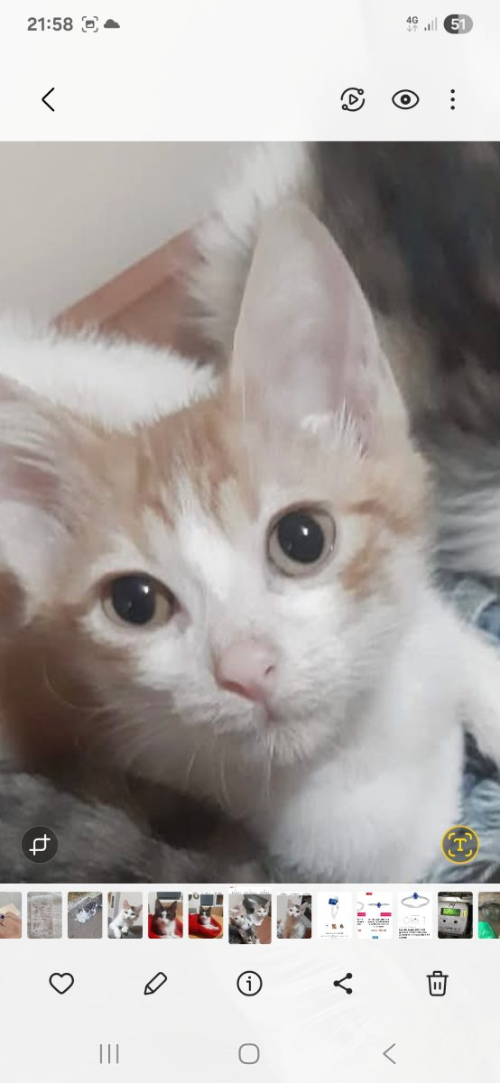 Pisoi