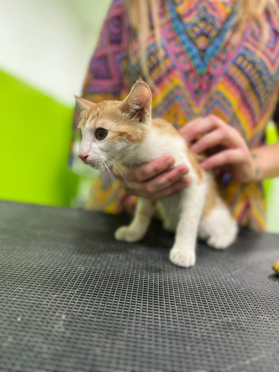 Motanel de 3 luni deparazitat intern si extern pentru adoptie